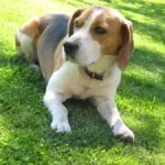 cute-beagle