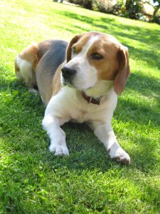 cute-beagle