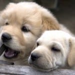 cute_puppies