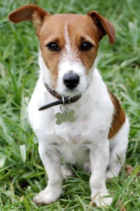 Jack Russell cute