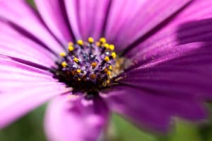 purple flower 