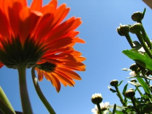 orange flower against a blue sky