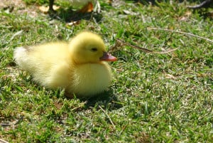 fuzzy-duckie