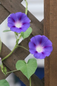 purple morning glory