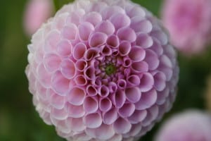 pink flower ball