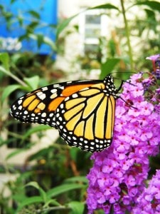 monarch-on-purple