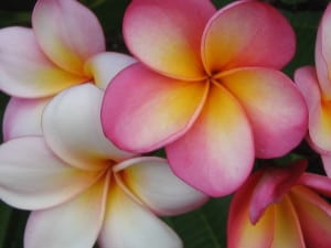 pink-and-white-swirl-flowers