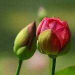 rosebuds-image