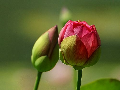 rosebuds-image