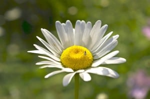 single daisy on green