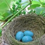 bird's-nest