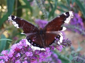 butterfly-on-purple flower