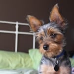yorkie-on-bed