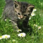 kitty-in-daisy-field-image