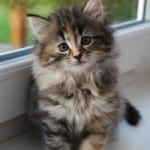 kitty-in-window