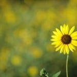 sunflowers-field-image
