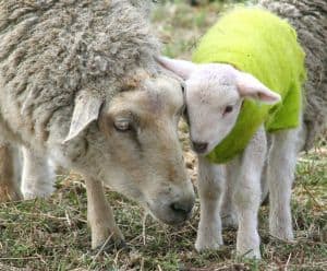 sheep_mother_love_image