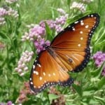 orange-butterfly-image