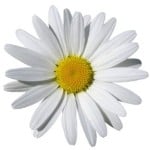 white-daisy-image
