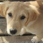 puppy-sad-eyes-image