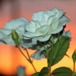 roses-sundown-image