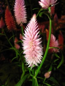 pink-spikey-flower-image