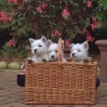 three-pups-basket-image