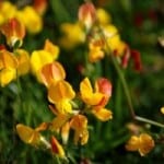 yellow-lupines-image