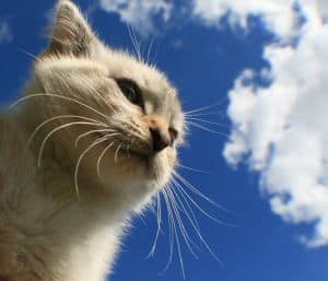 white-cat-clouds-image