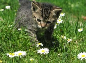 kitten-step-lightly-image