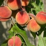 peaches-leaves-image