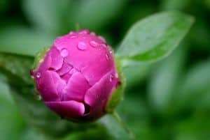 pink-peony-green-leaves-image