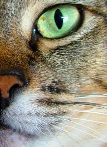 green-cat-eye-image