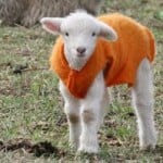 lamb-orange-sweater-image