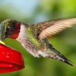 ruby-throated-hummingbird-image