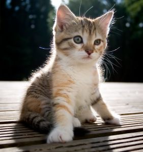 kitten-in-sun-image