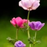 anemone-pink-and-purple-image