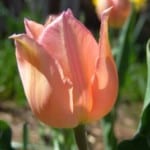 peach-tulips-image