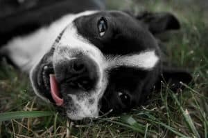boston-terrier-tongue-hanging-image