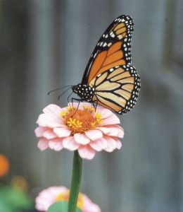 orange-butterfly-pink-zinnia-image