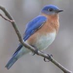 bluebird-on-limb-image