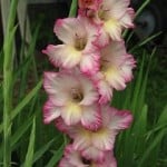 pink-and-yellow-gladiolus-image