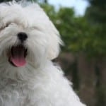 happy-maltese-pup-image