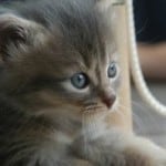 kitten-under-chair-image