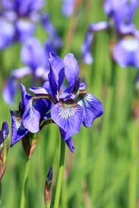 purple-iris-image
