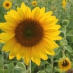 sunny-flower-in-fields-image
