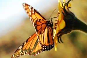 bright-orange-butterfly-yellow-flower-image
