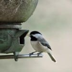 chickadee-at-bird-feeder-image