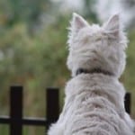 cute-westie-at-fence-image