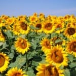 sunflower-field-and-skies-image